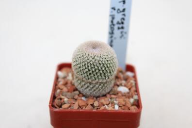 Epithelantha potosina VM 750 