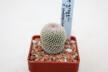 Epithelantha potosina VM 750 