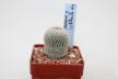 Epithelantha potosina VM 750  (2)