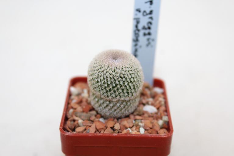 Epithelantha potosina VM 750 