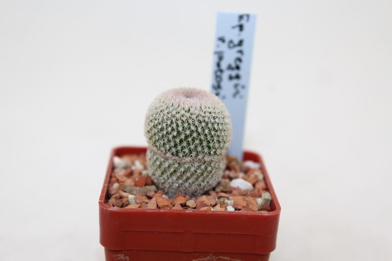 Epithelantha potosina VM 750  (2)