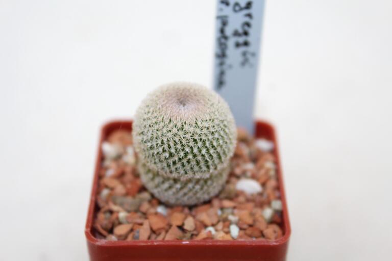 Epithelantha potosina VM 750  (3)