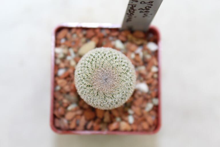 Epithelantha potosina VM 750  (4)
