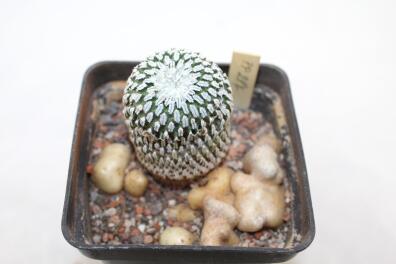 Turbinicarpus pseudopectinatus rubriflorus MEGA ROOT