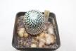 Turbinicarpus pseudopectinatus rubriflorus MEGA ROOT