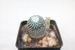 Turbinicarpus pseudopectinatus rubriflorus MEGA ROOT (2)