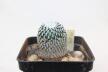 Turbinicarpus pseudopectinatus rubriflorus MEGA ROOT (3)