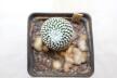 Turbinicarpus pseudopectinatus rubriflorus MEGA ROOT (4)