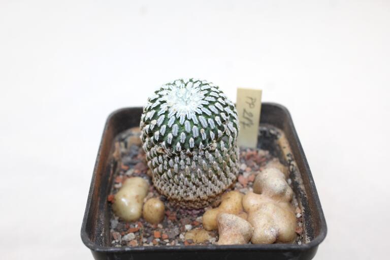 Turbinicarpus pseudopectinatus rubriflorus MEGA ROOT (2)
