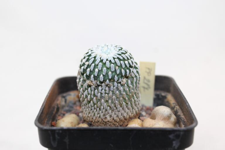 Turbinicarpus pseudopectinatus rubriflorus MEGA ROOT (3)