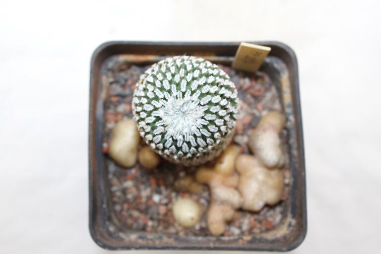 Turbinicarpus pseudopectinatus rubriflorus MEGA ROOT (4)