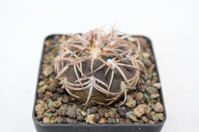 Gymnocalycium spegazzinii v punillense 