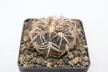 Gymnocalycium spegazzinii v punillense 
