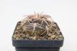 Gymnocalycium spegazzinii v punillense  (2)