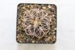 Gymnocalycium spegazzinii v punillense  (3)