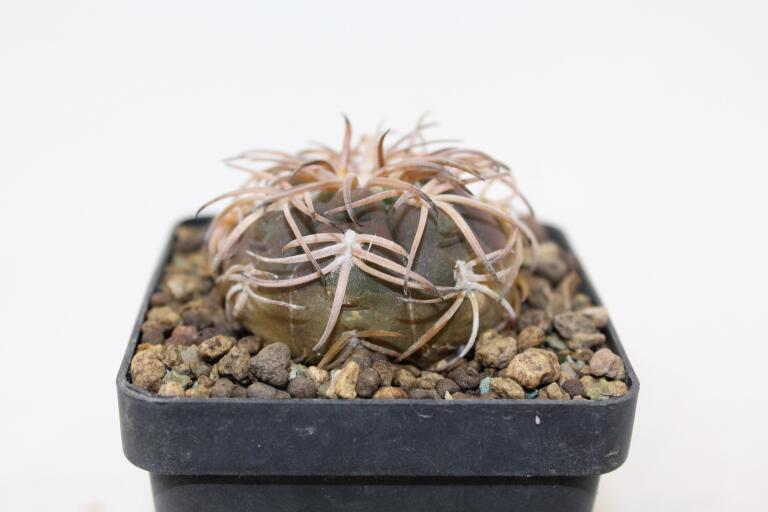 Gymnocalycium spegazzinii v punillense  (2)