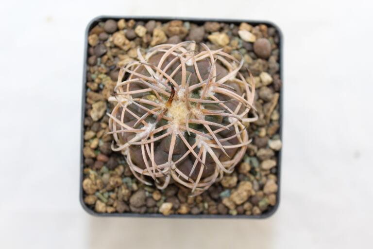 Gymnocalycium spegazzinii v punillense  (3)