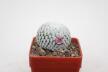 Mammillaria pectinifera / Solisia pectinapa PP 663  (2)