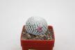 Mammillaria pectinifera / Solisia pectinapa PP 663  (3)