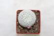 Mammillaria pectinifera / Solisia pectinapa PP 663  (4)