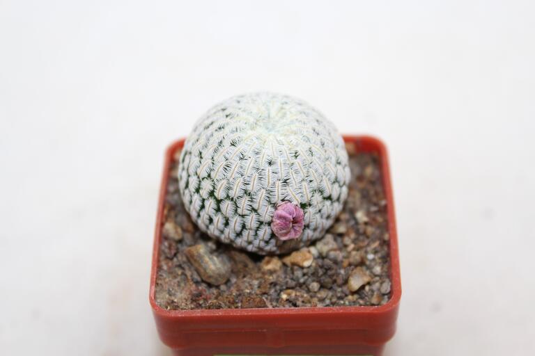 Mammillaria pectinifera / Solisia pectinapa PP 663 