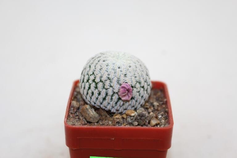 Mammillaria pectinifera / Solisia pectinapa PP 663  (3)