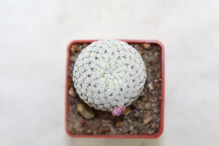 Mammillaria pectinifera / Solisia pectinapa PP 663  (4)