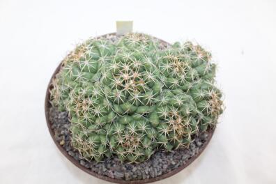 Coryphantha bumamma MR 37 Prolifera Form - Big plant