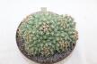 Coryphantha bumamma MR 37 Prolifera Form - Big plant
