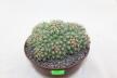 Coryphantha bumamma MR 37 Prolifera Form - Big plant (2)