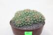 Coryphantha bumamma MR 37 Prolifera Form - Big plant (3)