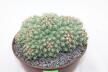 Coryphantha bumamma MR 37 Prolifera Form - Big plant (4)