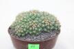 Coryphantha bumamma MR 37 Prolifera Form - Big plant (5)
