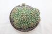 Coryphantha bumamma MR 37 Prolifera Form - Big plant (6)