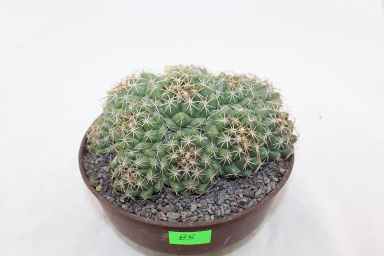 Coryphantha bumamma MR 37 Prolifera Form - Big plant (2)