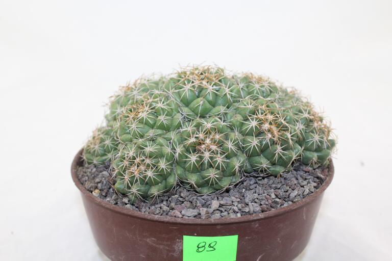 Coryphantha bumamma MR 37 Prolifera Form - Big plant (3)