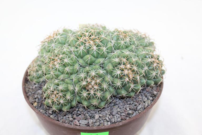 Coryphantha bumamma MR 37 Prolifera Form - Big plant (4)