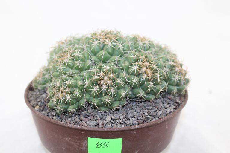 Coryphantha bumamma MR 37 Prolifera Form - Big plant (5)