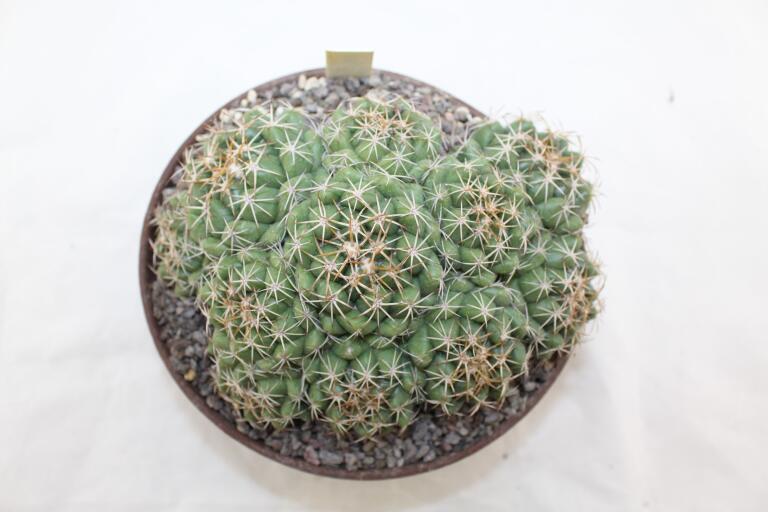 Coryphantha bumamma MR 37 Prolifera Form - Big plant (6)