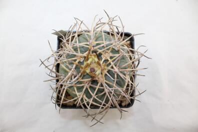 Gymnocalycium cardenasianum JC 5106 over 20 Years
