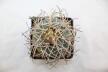 Gymnocalycium cardenasianum JC 5106 over 20 Years