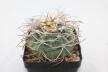 Gymnocalycium cardenasianum JC 5106 over 20 Years (2)