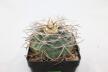 Gymnocalycium cardenasianum JC 5106 over 20 Years (3)