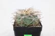 Gymnocalycium cardenasianum JC 5106 over 20 Years (4)