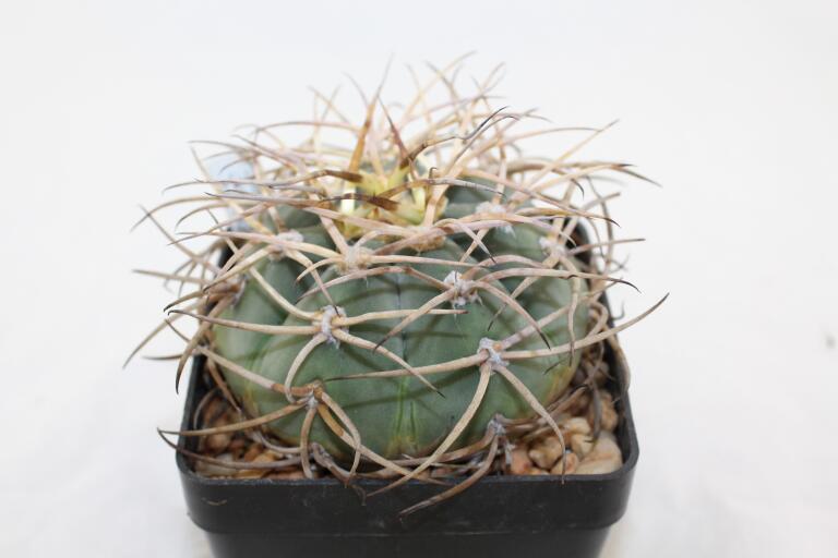 Gymnocalycium cardenasianum JC 5106 over 20 Years (2)