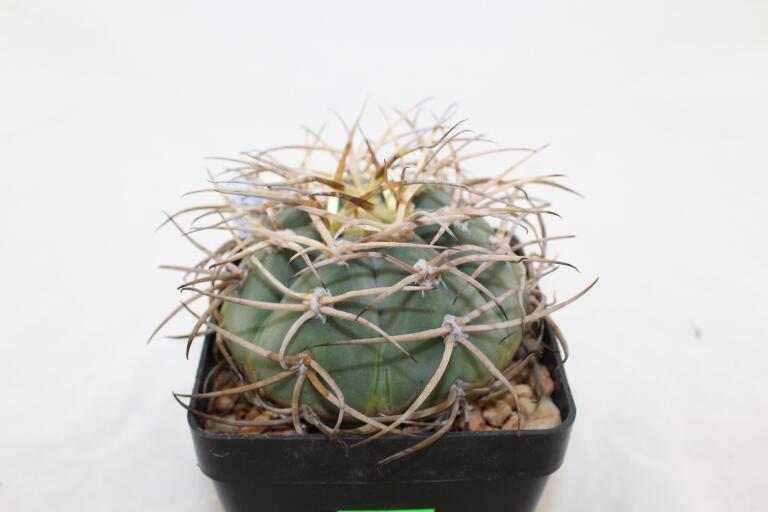 Gymnocalycium cardenasianum JC 5106 over 20 Years (3)