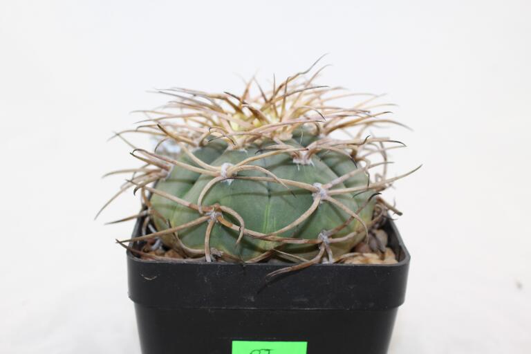 Gymnocalycium cardenasianum JC 5106 over 20 Years (4)