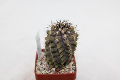 Copiapoa humilis