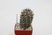 Copiapoa humilis (2)