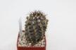 Copiapoa humilis (3)